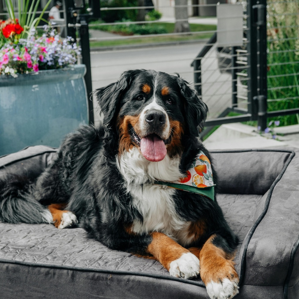 afra fabricacion de cojines